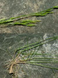 Kostřava ovčí (Festuca ovina)