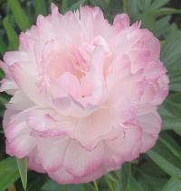 Pivoňka čínská 'Joker' (Paeonia lactiflora)