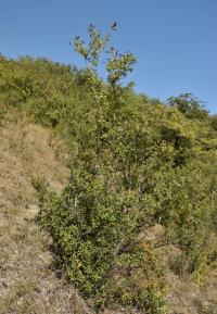 Ptačí zob obecný (Ligustrum vulgare)