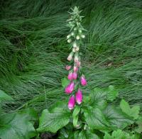 Náprstník červený (Digitalis purpurea)