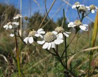 Řebříček bertrám (Achillea ptarmica)