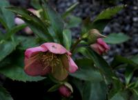Čemeřice nachová (Helleborus purpurascens)