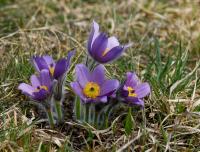 Koniklec velkokvětý (Pulsatilla grandis)