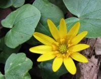 Orsej jarní (Ficaria verna)