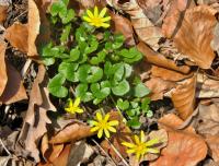 Orsej jarní (Ficaria verna)