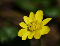 Orsej jarní (Ficaria verna)