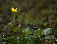 Orsej jarní (Ficaria verna)