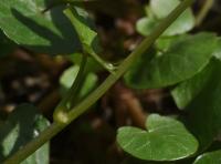 Orsej jarní (Ficaria verna)