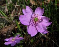 Jaterník podléška (Hepatica nobilis)