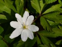 Sasanka hajní (Anemone nemorosa)