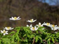 Sasanka hajní (Anemone nemorosa)