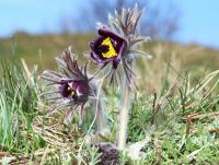 Koniklec luční český (Pulsatilla pratensis subsp bohemica)