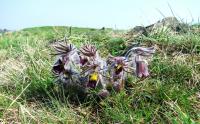 Koniklec luční český (Pulsatilla pratensis subsp bohemica)