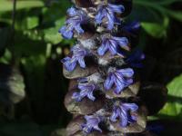 Zběhovec plazivý (Ajuga reptans)