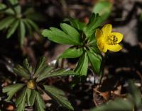 Sasanka pryskyřníkovitá (Anemone ranunculoides)