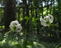 Lilie zlatohlavá (Lilium martagon)
