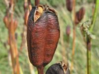 Kosatec sibiřský (Iris sibirica)