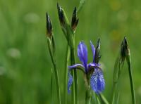 Kosatec sibiřský (Iris sibirica)