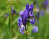 Kosatec sibiřský (Iris sibirica)
