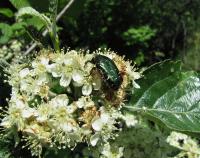 Jeřáb český (Sorbus bohemica)