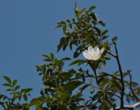 Růže oválnolistá (Rosa elliptica)