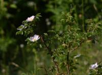 Růže oválnolistá (Rosa elliptica)