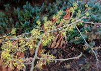 Vilín japonský (Hamamelis japonica)