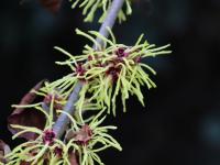 Vilín japonský (Hamamelis japonica)