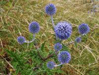 Bělotrn modrý (Echinops ritro)