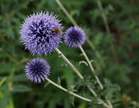 Bělotrn modrý (Echinops ritro)