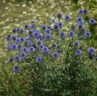 Bělotrn modrý (Echinops ritro)