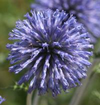 Bělotrn modrý (Echinops ritro)