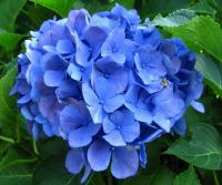 Hortenzie velkolistá (Hydrangea macrophylla)