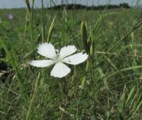Hvozdík kropenatý (Dianthus deltoides)