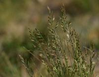 Kostřava ovčí (Festuca ovina)
