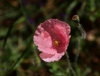 Mák vlčí (Papaver rhoeas)