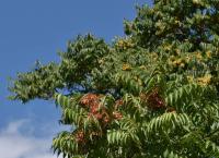 Pajasan žláznatý (Ailanthus altissima)