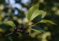 Krušina olšová (Frangula alnus)