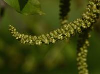 Ořešák královský (Juglans regia)