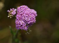 Řebříček obecný (Achillea millefolium)