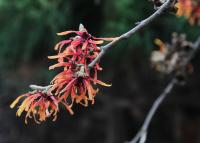 Vilín prostřední (Hamamelis x intermedia)