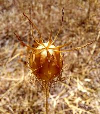 Černucha damašská (Nigella damascena)