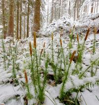 Sprossende Bärlapp (Spinulum annotinum)