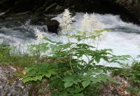 Udatna lesní (Aruncus dioicus)
