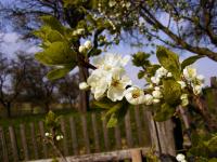 Slivoň švestka (Prunus domestica)