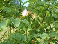 Růže podhorská (Rosa dumalis)