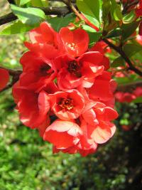 Kdoulovec japonský (Chaenomeles japonica)