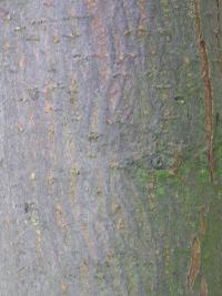 Jabloň purpurová (Malus x purpurea)