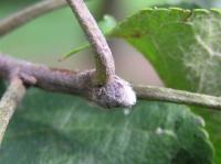Jabloň domácí (Malus domestica)