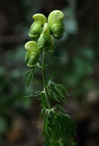 Oměj jedhoj (Aconitum anthora)